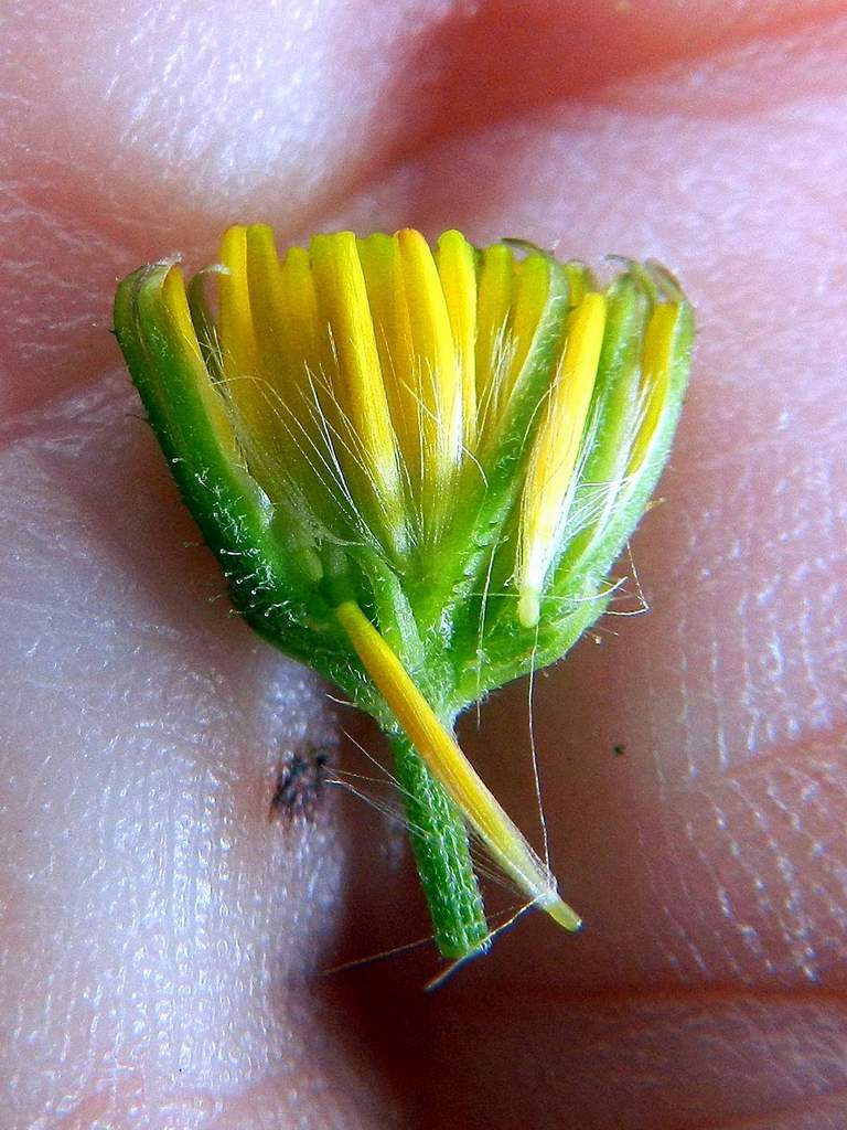 Crepis capillaris / Radicchiella capillare